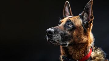 ai generado perro con un perro collar profesional fotografía foto