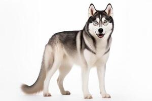 AI generated Siberian husky dog on white background photo