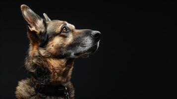 ai generado perro con un perro collar profesional fotografía foto