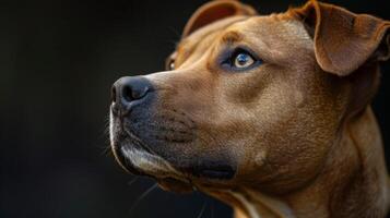 ai generado perro con un perro collar profesional fotografía foto