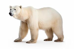 AI generated Polar bear on white background photo