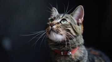 AI generated Cat with a cat collar professional photography photo