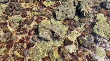 Clear underwater view of vibrant coral reefs, promoting biodiversity and marine life conservation video