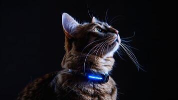 AI generated Cat with a cat collar professional photography photo