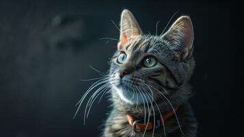AI generated Cat with a cat collar professional photography photo