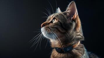 AI generated Cat with a cat collar professional photography photo