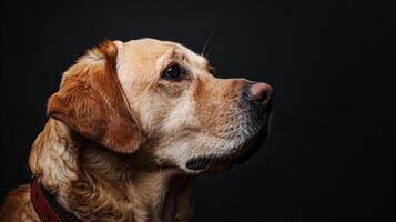 ai generado perro con un perro collar profesional fotografía foto