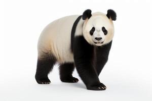 ai generado panda oso en blanco antecedentes foto