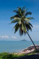 Coco árbol y tropical azul mar en verano foto
