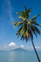 Coco árbol y tropical azul mar en verano foto