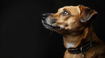 ai generado perro con un perro collar profesional fotografía foto