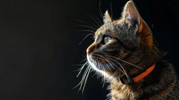 AI generated Cat with a cat collar professional photography photo