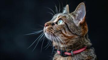 AI generated Cat with a cat collar professional photography photo