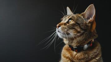 AI generated Cat with a cat collar professional photography photo