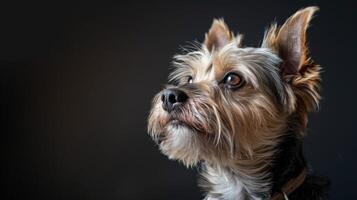 ai generado perro con un perro collar profesional fotografía foto