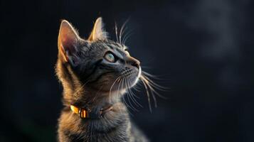 AI generated Cat with a cat collar professional photography photo