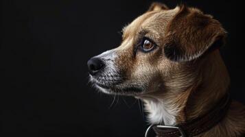 ai generado perro con un perro collar profesional fotografía foto