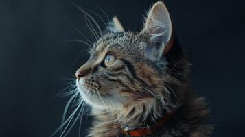 AI generated Cat with a cat collar professional photography photo