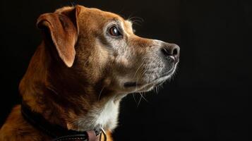 ai generado perro con un perro collar profesional fotografía foto