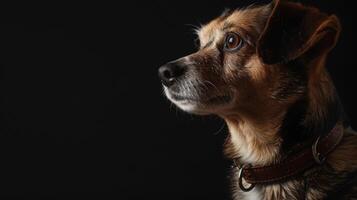 ai generado perro con un perro collar profesional fotografía foto