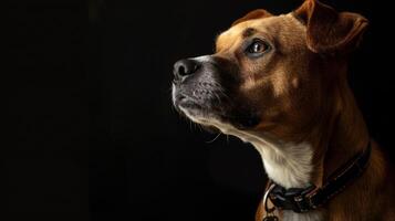 AI generated dog with a dog collar professional photography photo