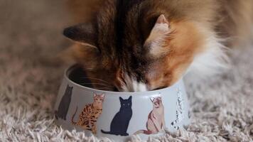söt fluffig färgrik katt äter från en skål i interiör 4k stänga upp video