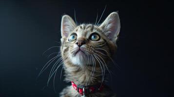 AI generated Cat with a cat collar professional photography photo
