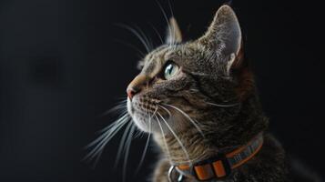 AI generated Cat with a cat collar professional photography photo