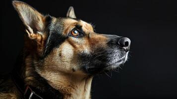 AI generated dog with a dog collar professional photography photo