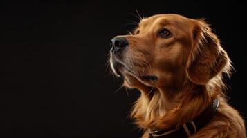 ai generado perro con un perro collar profesional fotografía foto