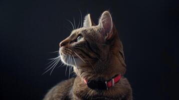 AI generated Cat with a cat collar professional photography photo
