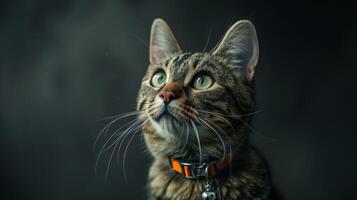 AI generated Cat with a cat collar professional photography photo