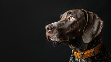 ai generado perro con un perro collar profesional fotografía foto