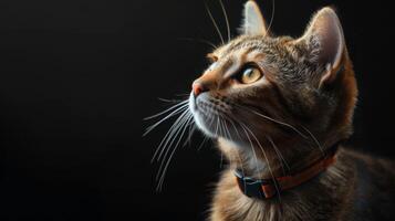 AI generated Cat with a cat collar professional photography photo