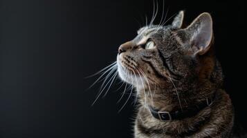 AI generated Cat with a cat collar professional photography photo
