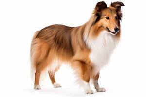 AI generated Shetland sheepdog on white background photo