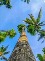 green tree with sky in the background photo