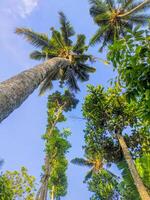 green tree with sky in the background photo