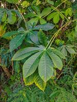 a beautiful collection of green leaves photo