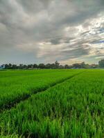 lleno arroz campos son muy verde cuales es muy hermosa foto