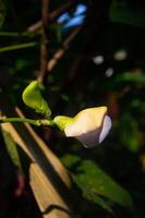 focus on the flower of the long bean plant photo