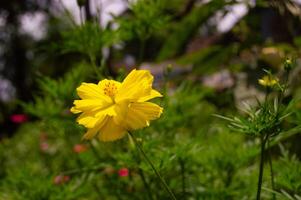 Kenikir sulfur or Cosmos sulphureus flowers are yellow in bloom photo