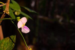 focus on the flower of the long bean plant photo