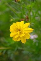 kenikir azufre o cosmos sulphureus flores son amarillo en floración foto