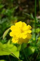 kenikir azufre o cosmos sulphureus flores son amarillo en floración foto