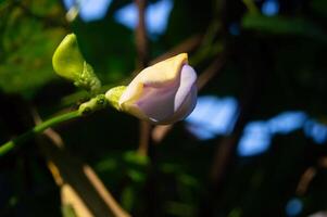 focus on the flower of the long bean plant photo