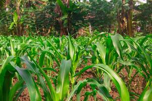 view of the corn plantation in the morning after the rain. photo