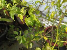 Photo of lime plants in the yard during the day