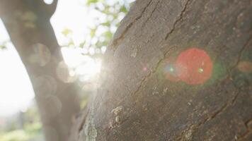 Old Orange Tree Trunk Under The Sunlight photo