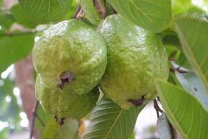 Guava fruit on the tree in the garden with green leaves background photo